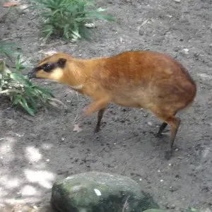 Greater Mouse-Deer photo