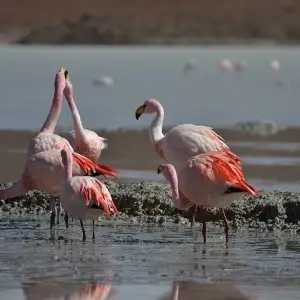 James's Flamingo photo