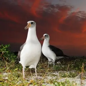 Laysan Albatross photo