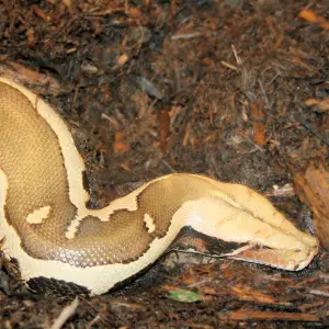 Sumatran Short-Tailed Python photo