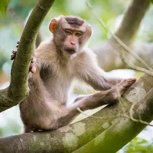 Rhesus Macaque photo
