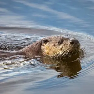 North American River Otter photo