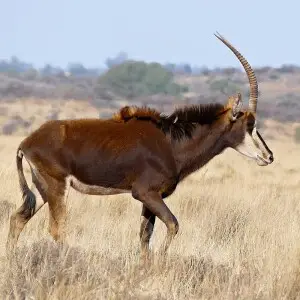 Sable Antelope photo