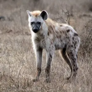 Spotted Hyena photo