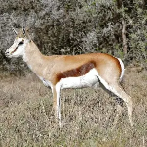 Springbok photo