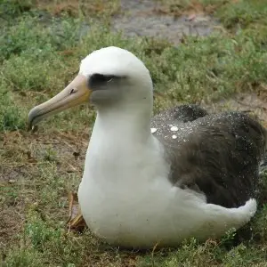 Laysan Albatross photo