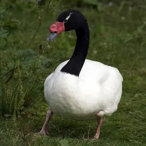 Black-Necked Swan photo