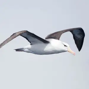 Black-Browed Albatross photo