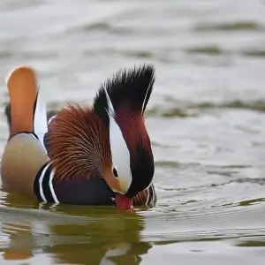 Mandarin Duck photo