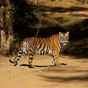 Tiger - Facts, Diet, Habitat & Pictures on 