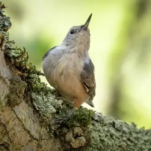 White-Breasted Nuthatch photo