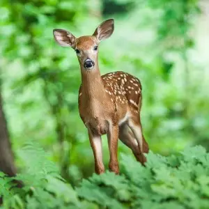 White-Tailed Deer photo