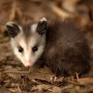 Virginia Opossum photo
