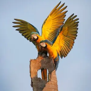 Blue-and-Gold Macaw photo