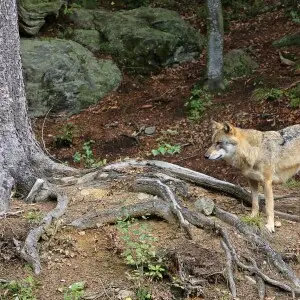 Wolfes in the free gehege of the Nationalpark Bayerischer Wald, center Falkenstein.