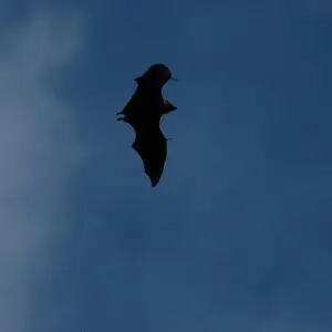 Flying bat in Seychelles