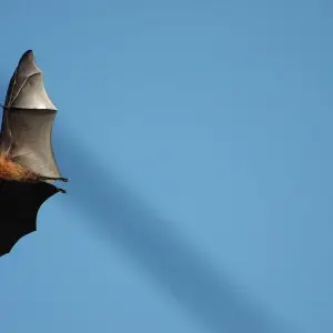 Flying bat in Seychelles