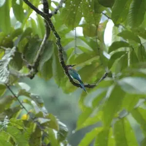 Blue-throated bee-eater (Merops viridis) in Borneo