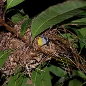 A Bananquit (Coereba flaveola) in its nest at night, in the Osa Peninsula of Costa Rica.