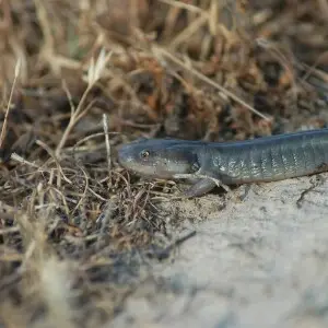 California tiger salamander - Facts, Diet, Habitat & Pictures on