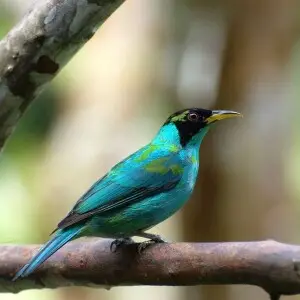 SA?-VERDE macho jovem (Chlorophanes spiza)