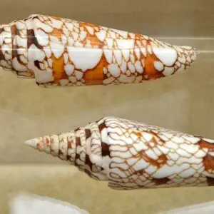 Photographed in the Sea Shell Museum Phuket

Conus milneedwardsi mozambique