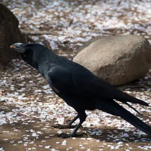 Large-billed Crow Corvus macrorhynchos, Tokyo, Japan