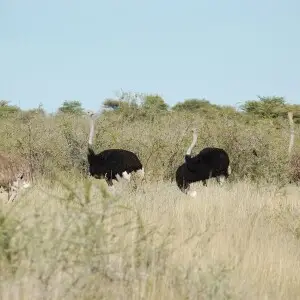 Etosha National Park, Namibia