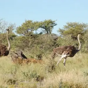 Etosha National Park, Namibia