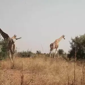 Nigerien giraffes (Giraffa camelopardalis peralta) in Kour?, Niger. Clip extracted from the video Escapades au Parc W du Niger.