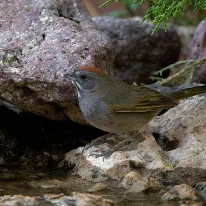The Green-tailed Towhee is the smallest of the North American towhees, but still larger than most other sparrows...