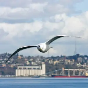 Glaucous-winged Gull, following the Seattle-Bremerton Ferry. Gulls like to follow the ferry because they can soar in the lift created by its forward motion.