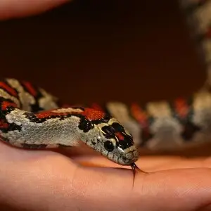 Lampropeltis Mexicana Greeri snake in private collection of Jakub Seif.