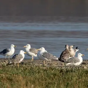 Armenian Gull (Larus armenicus) in Lake T?d?rge. Zara - Sivas, Turkey.