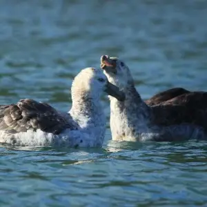 Courtship of Northern Giant Petrels in Cooper Bay, South Georgia, British Overseas Territories, UK.