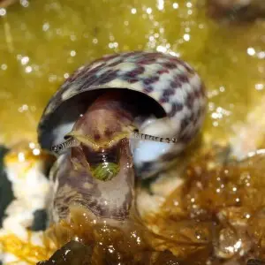 Turban shell (juvenile), Phorcus turbinatus or Monodonta turbinata, Family: Trochidae, Location: Italy, Sardinia, Arbatax