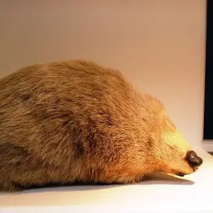 Giant golden mole - Facts, Diet, Habitat & Pictures on Animalia.bio