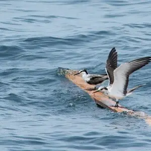 Bridled tern - Facts, Diet, Habitat & Pictures on Animalia.bio