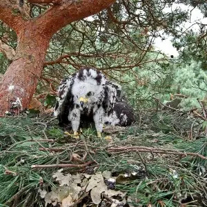 Honey buzzard (Pernis apivorus). Two nestlings on nest (age 30 and 28 days). Forest Jungfernheide, Berlin, Germany. Picture taken during regular ringing activities.