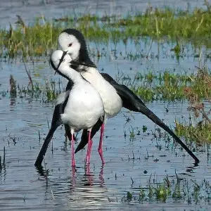 The pied stilt is a dainty wading bird with, as its name suggests, black-and-white coloration and very long legs. It is common at wetlands and coastal areas throughout New Zealand and may be seen feeding alongside oystercatchers.

Pied stilts tend to be s