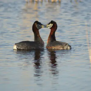 Male and female of species Podiceps grisegena engaged in courtship (image taken in late march).

en: Two Red-necked Grebes engaged in courtship.
Camera: Nikon D50
Location: Amager Faelled (north of Bella Center) at en:Vestamager in en:Copenhagen, en:Denma