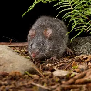 An adult female Smoky Mouse from the Grampians National Park.
