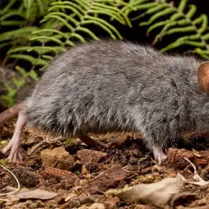 An adult female Smoky Mouse from the Grampians National Park.