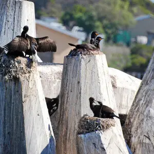 Robben Island Cape Cormorants  /  The Cape Cormorant or Cape Shag (Phalacrocorax capensis) is a bird endemic to the southwestern coasts of Africa
