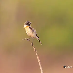 A Juvenile Stonechat I think due the lack of orange hue on its chest. It was jumping from twig to twig as we were trying to get closer. Finally I took the shot! 

Many thanks for your views and feedback! Thanks in Advance!