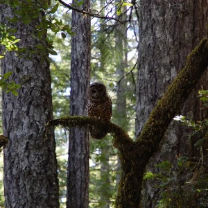 Northern spotted owl
