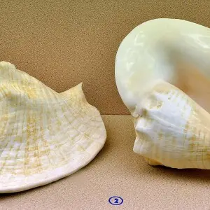 Photographed in the Sea Shell Museum Phuket

Lobatus goliath