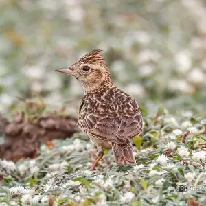Two of these Larks landed right next to my vehicle to dig up some insects in the ground that cracked up. 

Thanks in advance for your views / feedback. Much appreciated.
