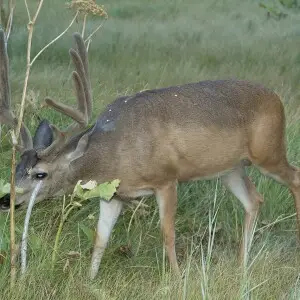 A mule deer grazes in Yosemite. The mule deer (Odocoileus hemionus) is a deer indigenous to western North America; it is named for its ears, which are large like those of the mule.