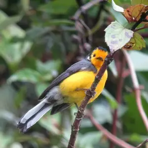 Sons?n, Antioquia, Colombia